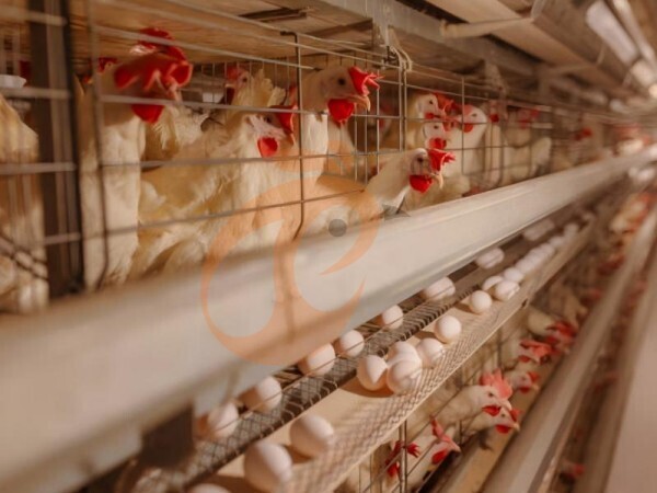 chicken battery cage poultry farming (92)