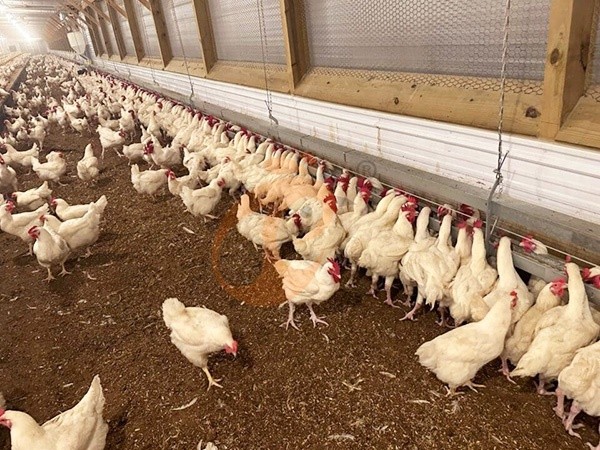 Free Range1 (1)