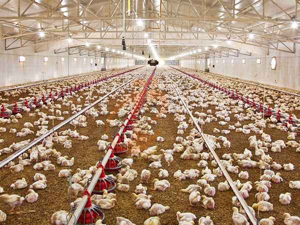 Free Range1 (2)