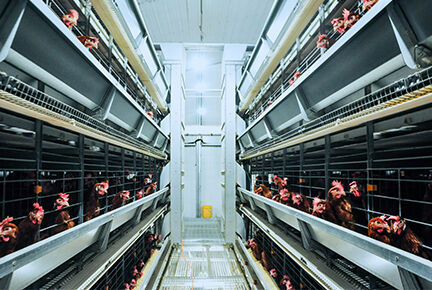 Luoto finished 100,000 layer birds poultry farm wi