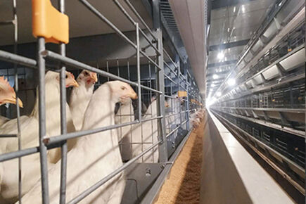 Luoto finished 200,000 birds capacity battery cage