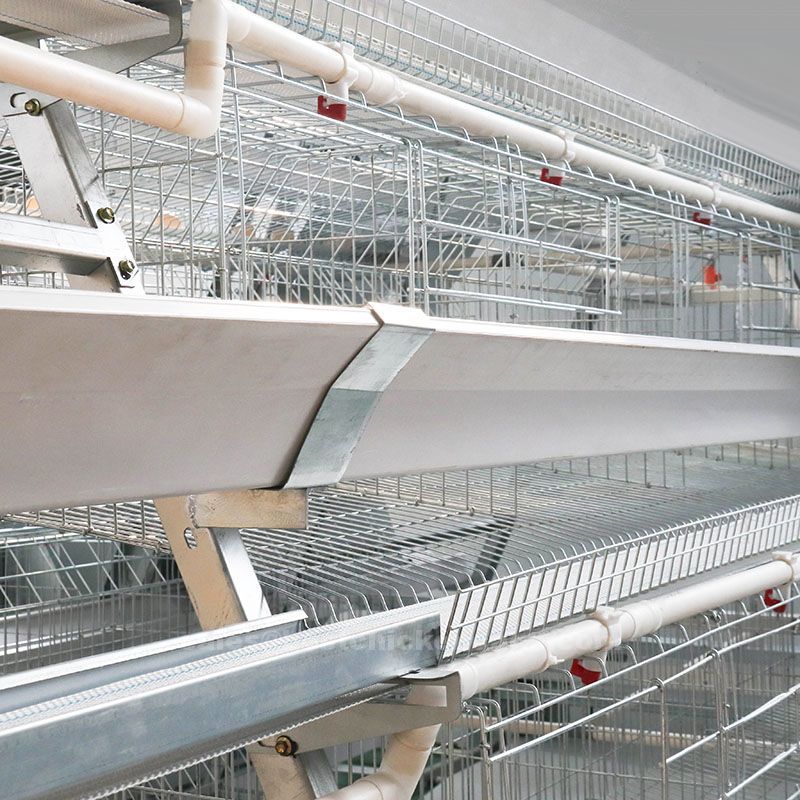 Benefits of a-type layer cage exporters feature feeding troughs that minimize feed spillage