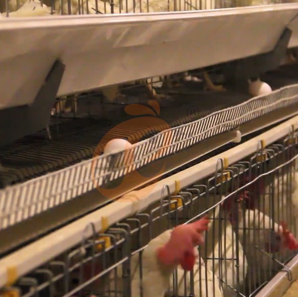 battery cage system for layer (2) battery cage system for layer (2)