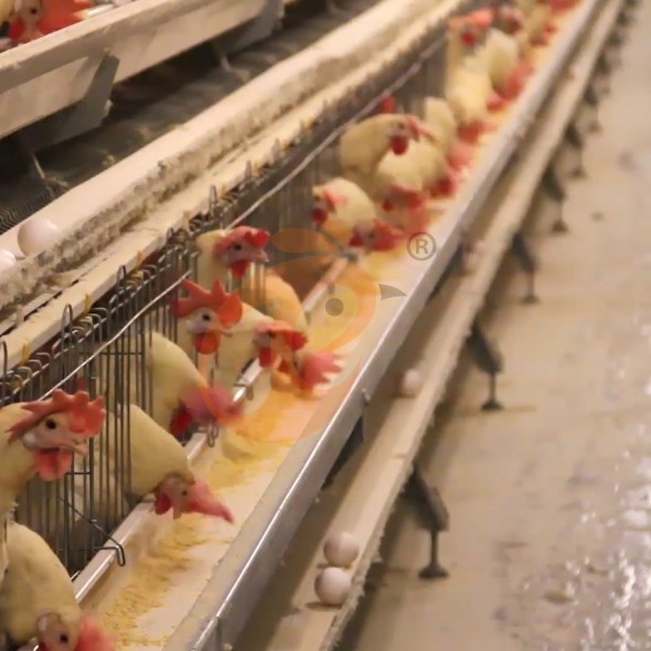 battery cage system for layer (4) battery cage system for layer (4)