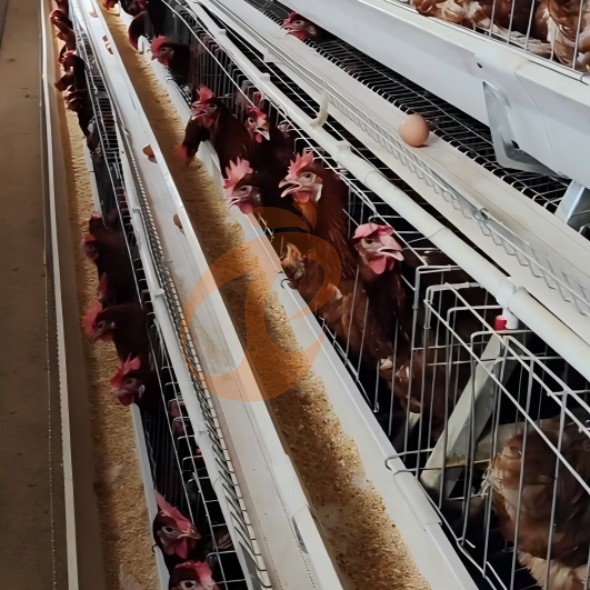 battery cage system for layer (10) battery cage system for layer (10)