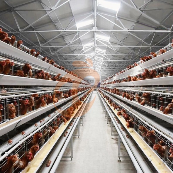 battery cage system for layer (15) battery cage system for layer (15)
