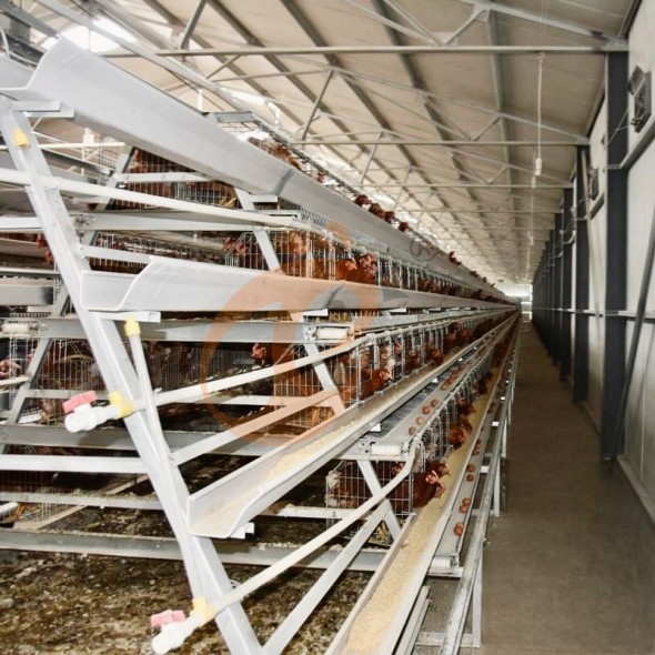 battery cage system for layer (17) battery cage system for layer (17)
