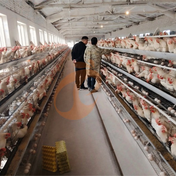 battery cage system for layer (29) battery cage system for layer (29)