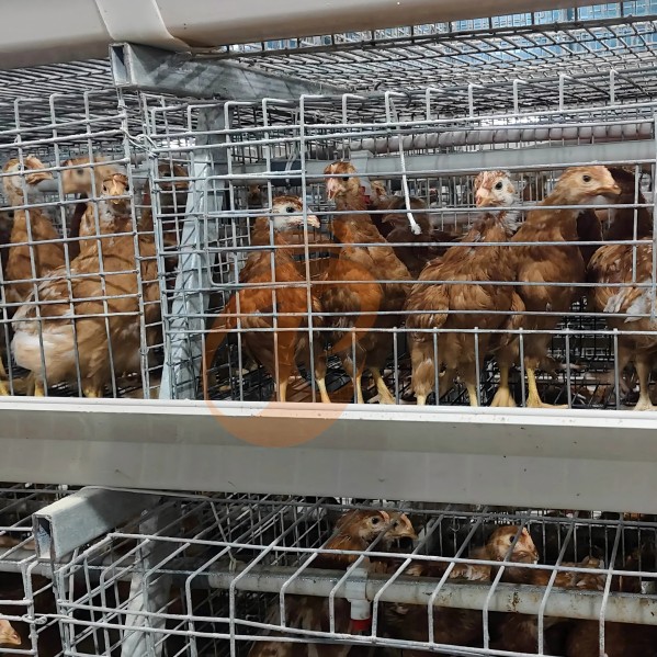 battery cage system for broiler (14)