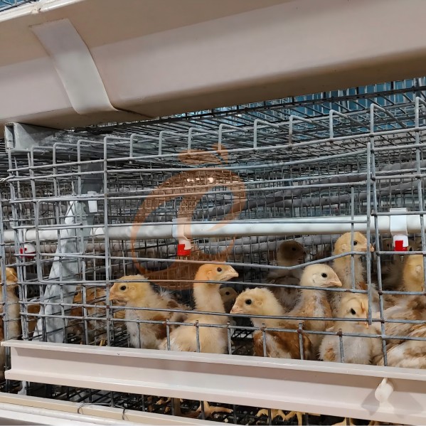 battery cage system for broiler (37)