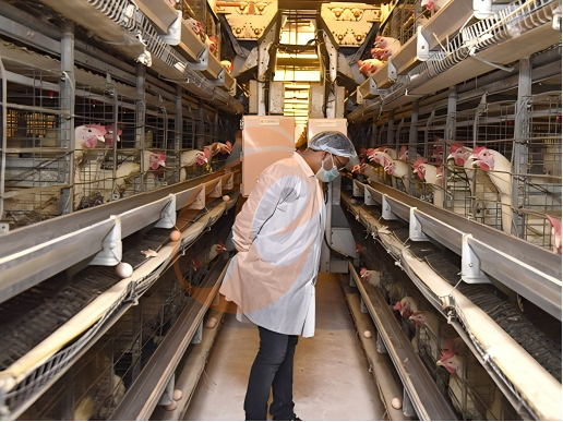 battery cage poultry farming (39)