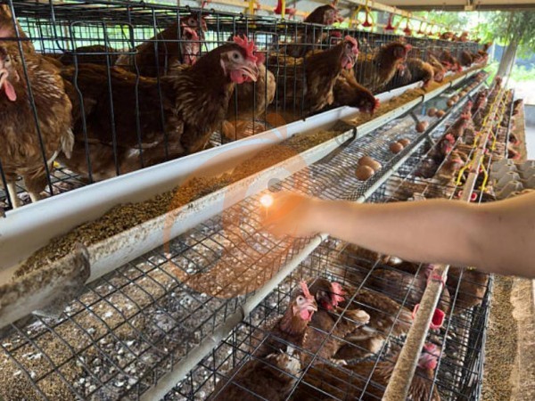 battery cage price for layer chicken in poultry farm (6)