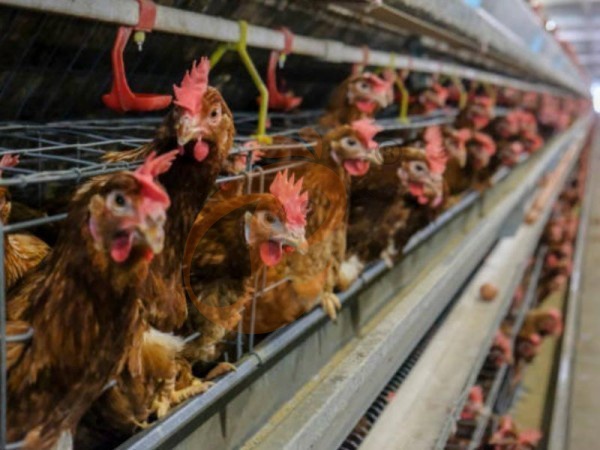 ما هي ميزات الأمان التي يجب أن يتمتع بها نظام أقفاص الدواجن من النوع A في إثيوبيا؟ 5 نقاط يجب التحقق منها ما هي ميزات الأمان التي يجب أن يتمتع بها نظام أقفاص الدواجن من النوع A في إثيوبيا؟ 5 نقاط يجب التحقق منها