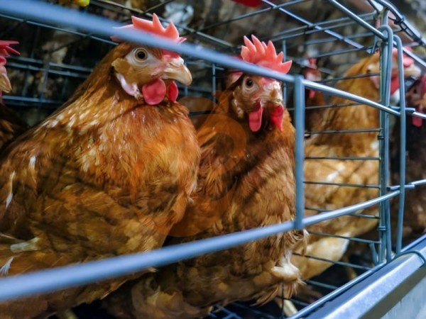 كيف يعمل قفص البطاريات من النوع A للدجاج البياض؟ شرح 5 حقائق عملية