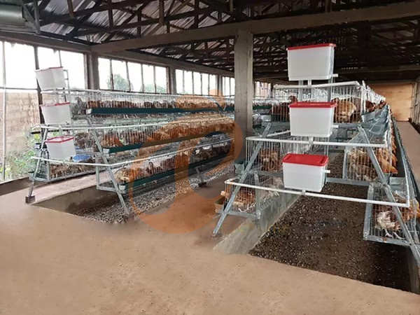 كيف تبدأ مزرعة دواجن صغيرة باستخدام بطاريات أقفاص من النوع A؟ 5 خطوات للمبتدئين كيف تبدأ مزرعة دواجن صغيرة باستخدام بطاريات أقفاص من النوع A؟ 5 خطوات للمبتدئين