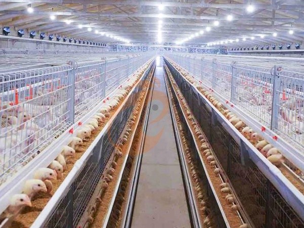 Broiler Cage1 (2)