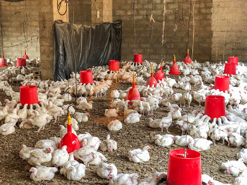 نظام تربية الدواجن في المراعي الحرة مقابل التربية الأرضية | أيهما أفضل؟