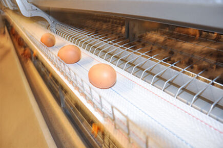 Luoto finished 200,000 birds capacity battery cage