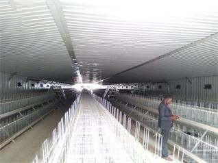 Luoto finished breeder chicken cage project in Wes Luoto finished breeder chicken cage project in Wes