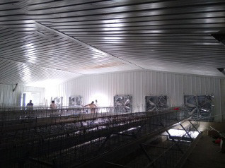 Luoto finished breeder chicken cage project in Wes Luoto finished breeder chicken cage project in Wes