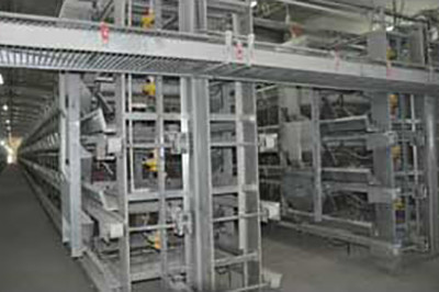 Luoto finished layer project of 500,000 birds in M