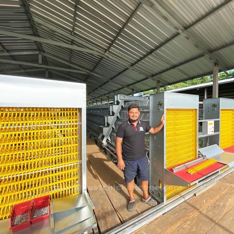 鸡笼或蛋鸡笼H (78).jpg General Chinese poultry farm equipment encompasses a wide range of innovative and high quality products for chicken farms