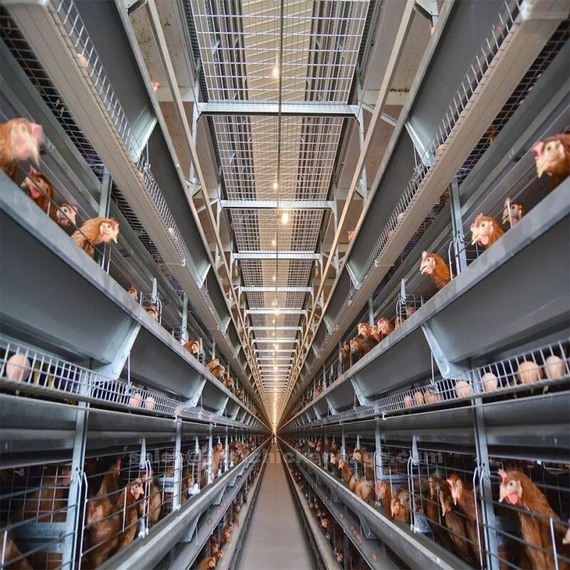 Chicken cage battery layer cage enables farmers to house a large number of birds in a relatively small area