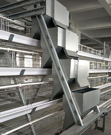 Por qué el sistema de jaulas en batería es un método ampliamente utilizado en la avicultura, ya que en última instancia contribuye a una operación avícola más eficiente y rentable