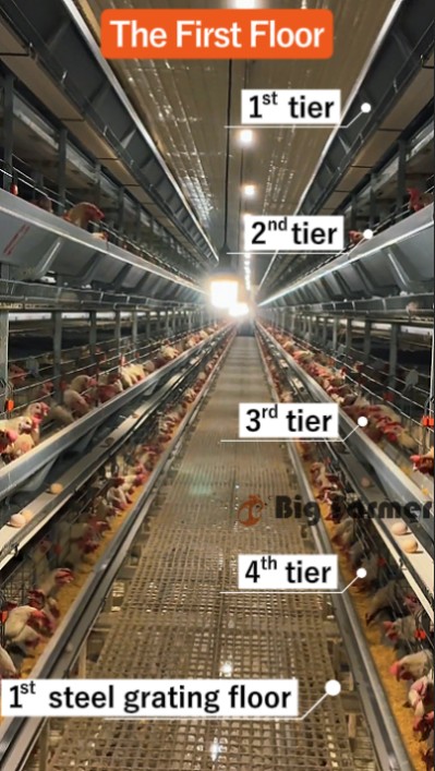 Layer battery cage system (7) Layer battery cage system (7)