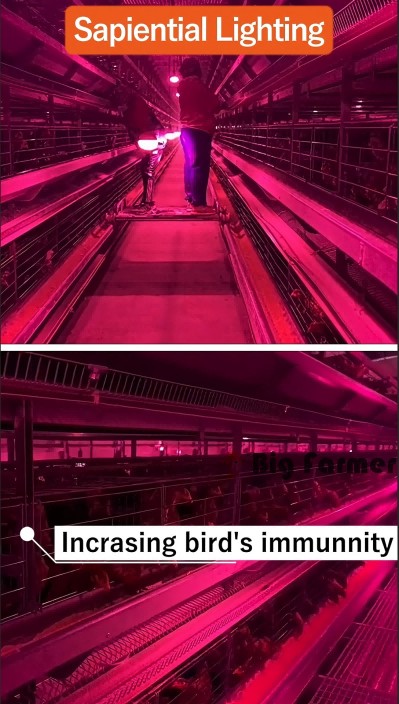 Layer battery cage system (19) Layer battery cage system (19)