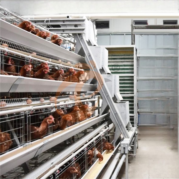battery cage system for layer (13) battery cage system for layer (13)