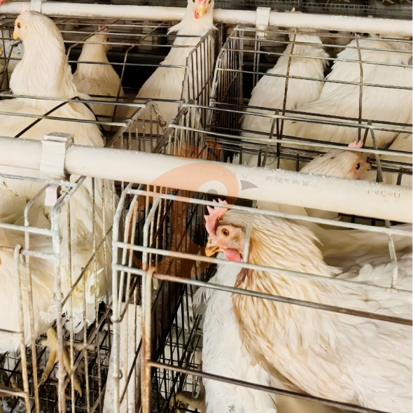 Secreto de producción: cómo seleccionar e implementar el mejor sistema de jaulas para gallinas ponedoras