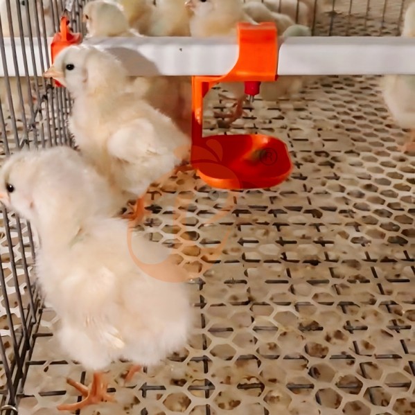 battery cage system for brooder (1) battery cage system for brooder (1)