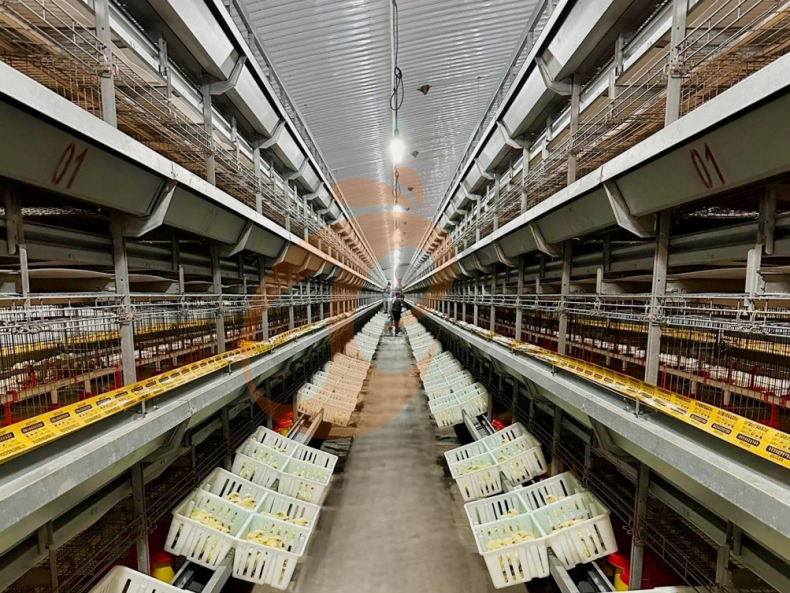Sistema automático de jaulas en batería con estructura en H para criaderos