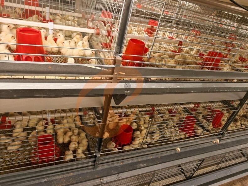 Sistema automático de jaulas en batería con estructura en H para criaderos