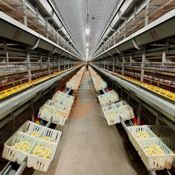 battery cage system for brooder (4) battery cage system for brooder (4)