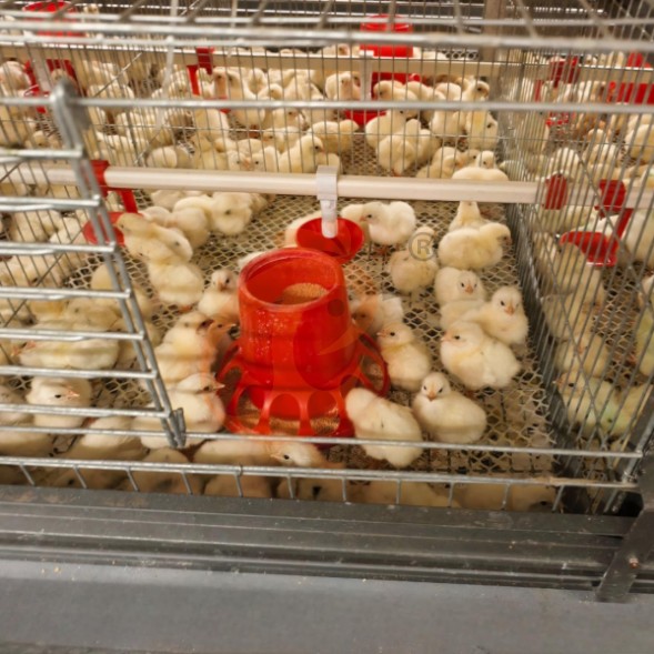 battery cage system for brooder (11) battery cage system for brooder (11)