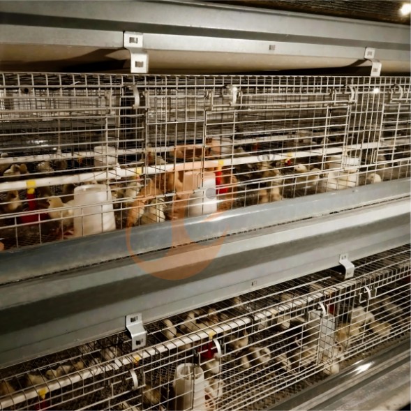 battery cage system for brooder (19) battery cage system for brooder (19)