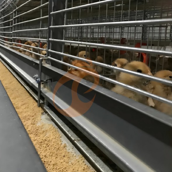 battery cage system for brooder (20) battery cage system for brooder (20)