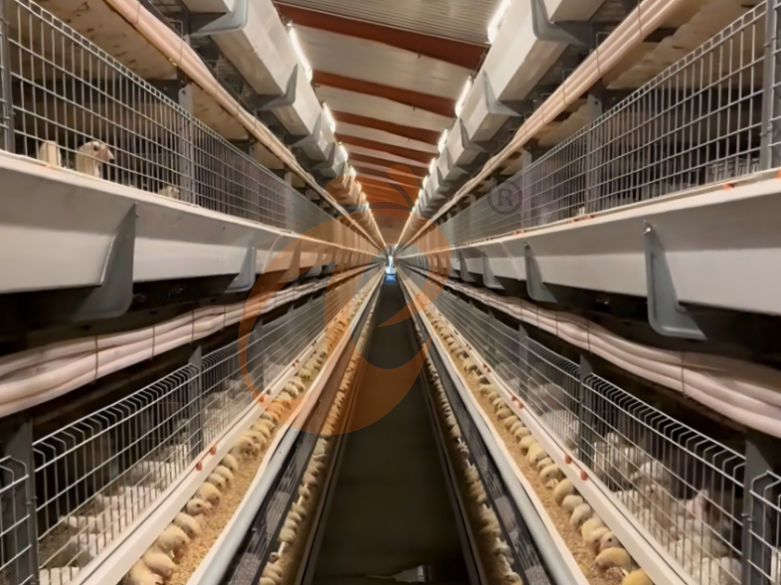 Sistema de jaulas en batería para criadoras con estructura en H semiautomático