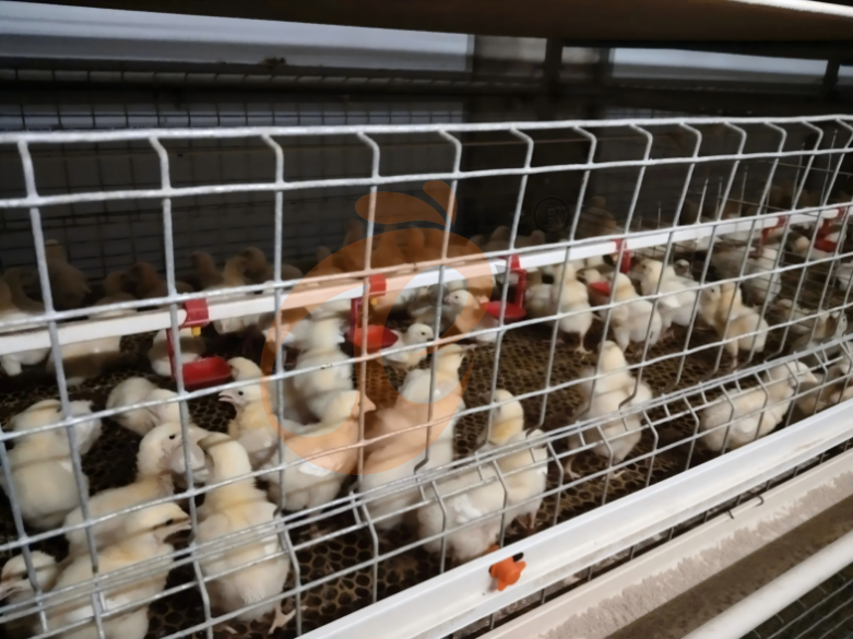 Sistema de jaulas en batería para criadoras con estructura en H semiautomático