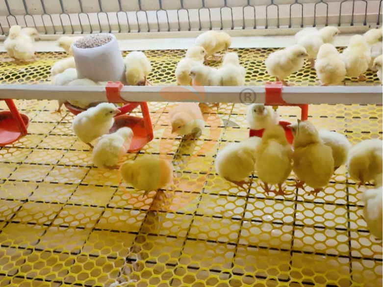 Sistema de jaulas en batería para criadoras con estructura en H semiautomático