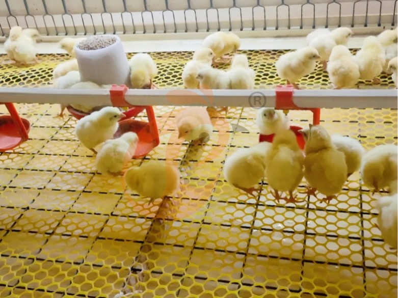 Battery cage system for brooder (5)