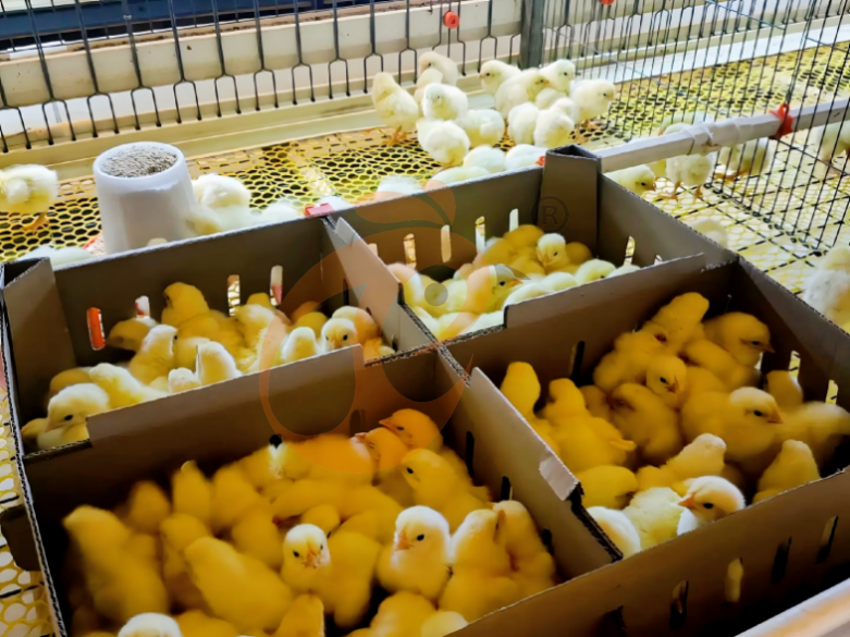 Sistema de jaulas en batería para criadoras con estructura en H semiautomático