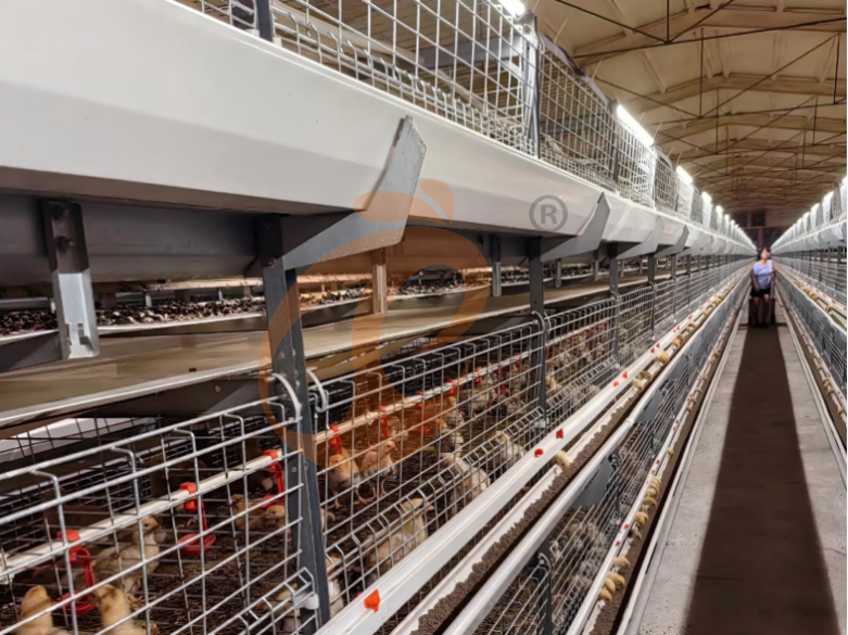 Sistema de jaulas en batería para criadoras con estructura en H semiautomático
