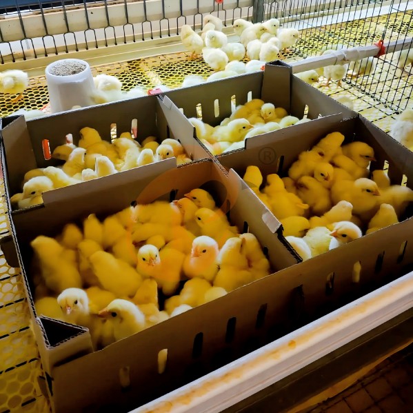 Battery cage system for brooder (8)