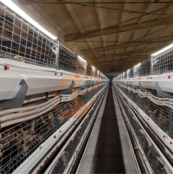Battery cage system for brooder (14)