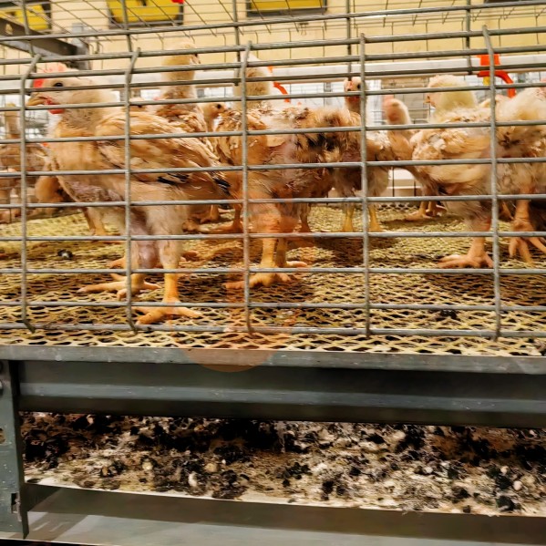 Battery cage system for brooder (17)
