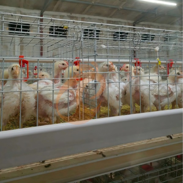 battery cage system for broiler (8) battery cage system for broiler (8)