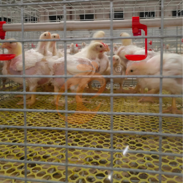 Broiler Fast-Track: Factores Clave y Estrategias de Alimentación en el Diseño de Jaulas de Pollos de Engorde de Alta Eficiencia